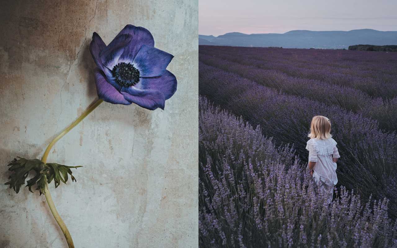 Flowers of Provence by Jamie Beck | Hardcover