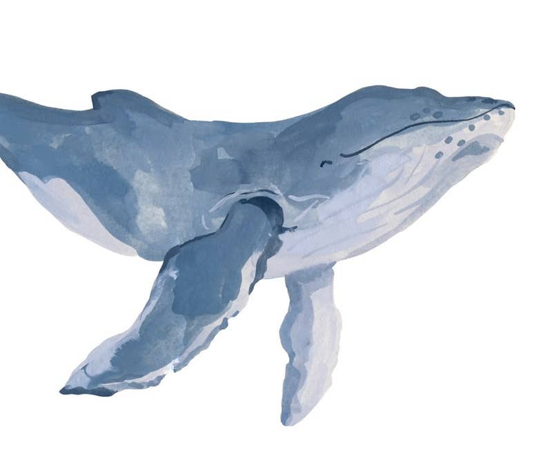 Watercolor painting of a humpback whale in shades of blue and gray on a white background.
